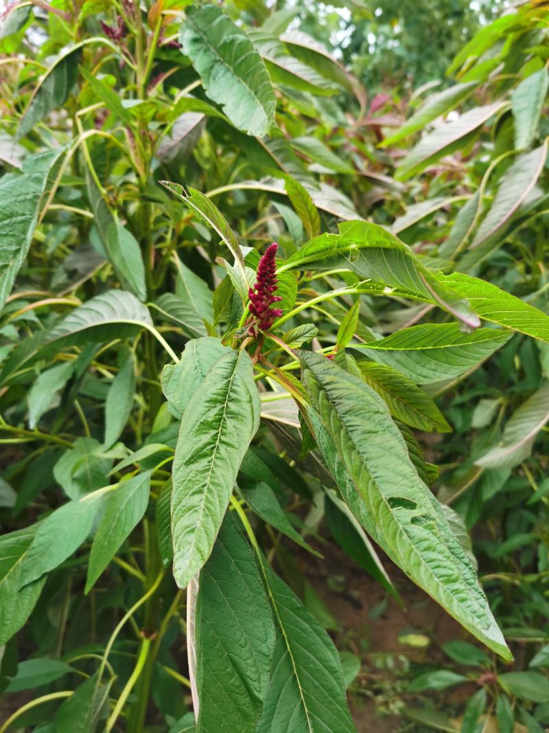 雪樱子种子男人菜野菜蔬菜籽春秋种植蔬菜