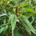 雪樱子种子男人菜野菜蔬菜籽春秋种植蔬菜
