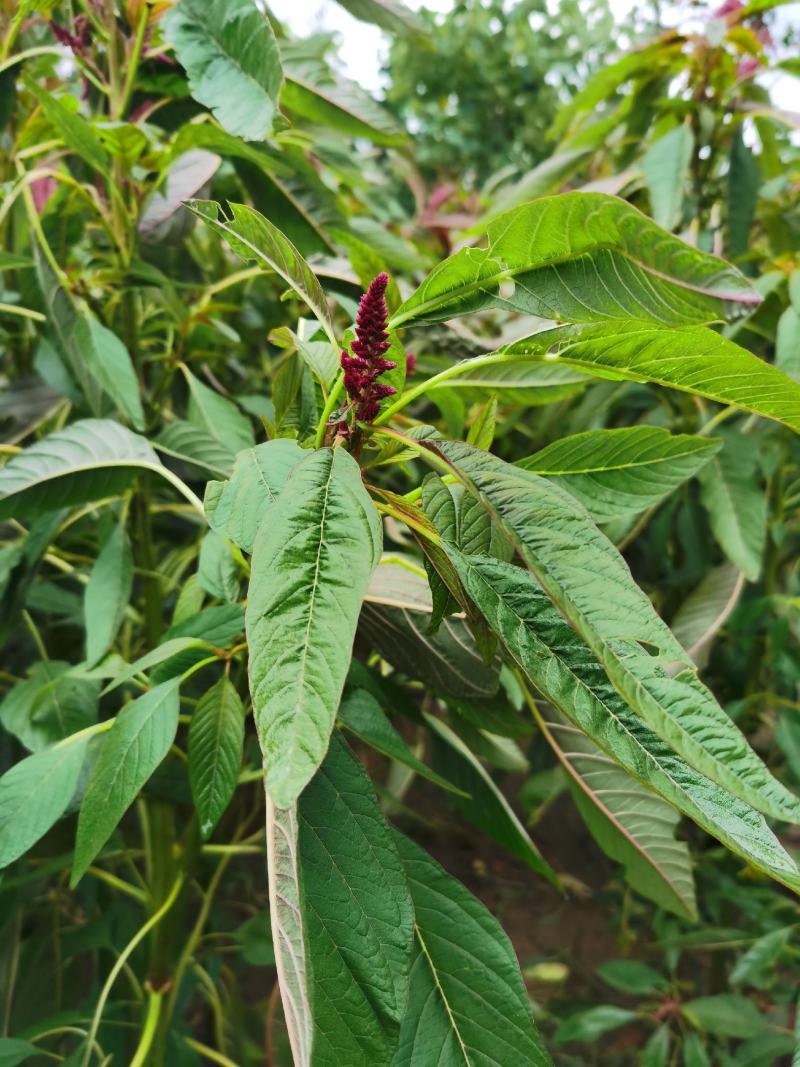 雪樱子种子男人菜野菜蔬菜籽春秋种植蔬菜