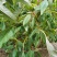 雪樱子种子男人菜野菜蔬菜籽春秋种植蔬菜