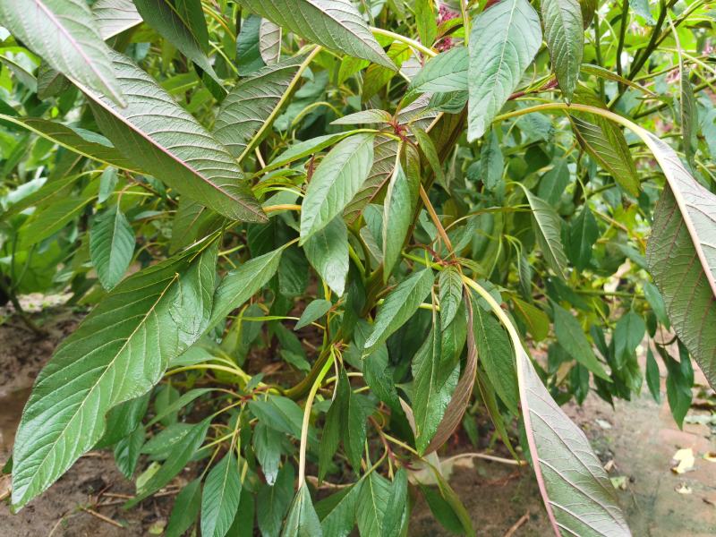 雪樱子种子男人菜野菜蔬菜籽春秋种植蔬菜
