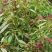 雪樱子种子男人菜野菜蔬菜籽春秋种植蔬菜