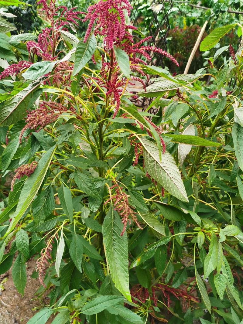 雪樱子种子男人菜野菜蔬菜籽春秋种植蔬菜