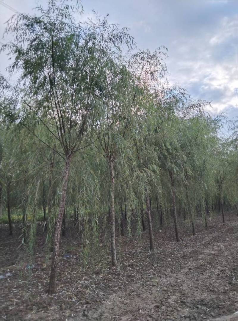 西湖垂柳金丝垂柳青皮垂柳旱柳清风园林常年供应各种