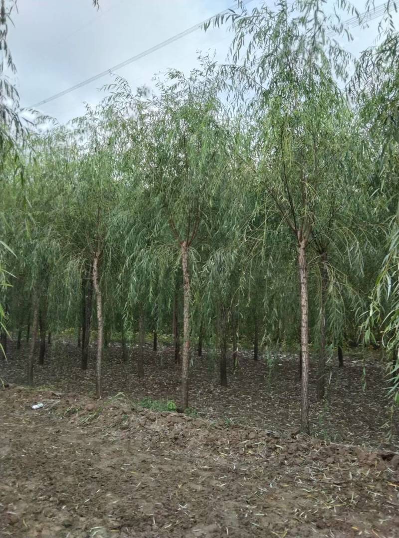 西湖垂柳金丝垂柳青皮垂柳旱柳清风园林常年供应各种