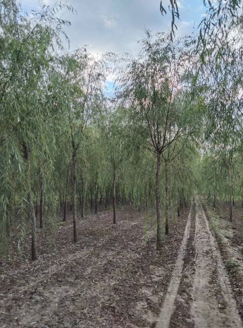 西湖垂柳金丝垂柳青皮垂柳旱柳清风园林常年供应各种