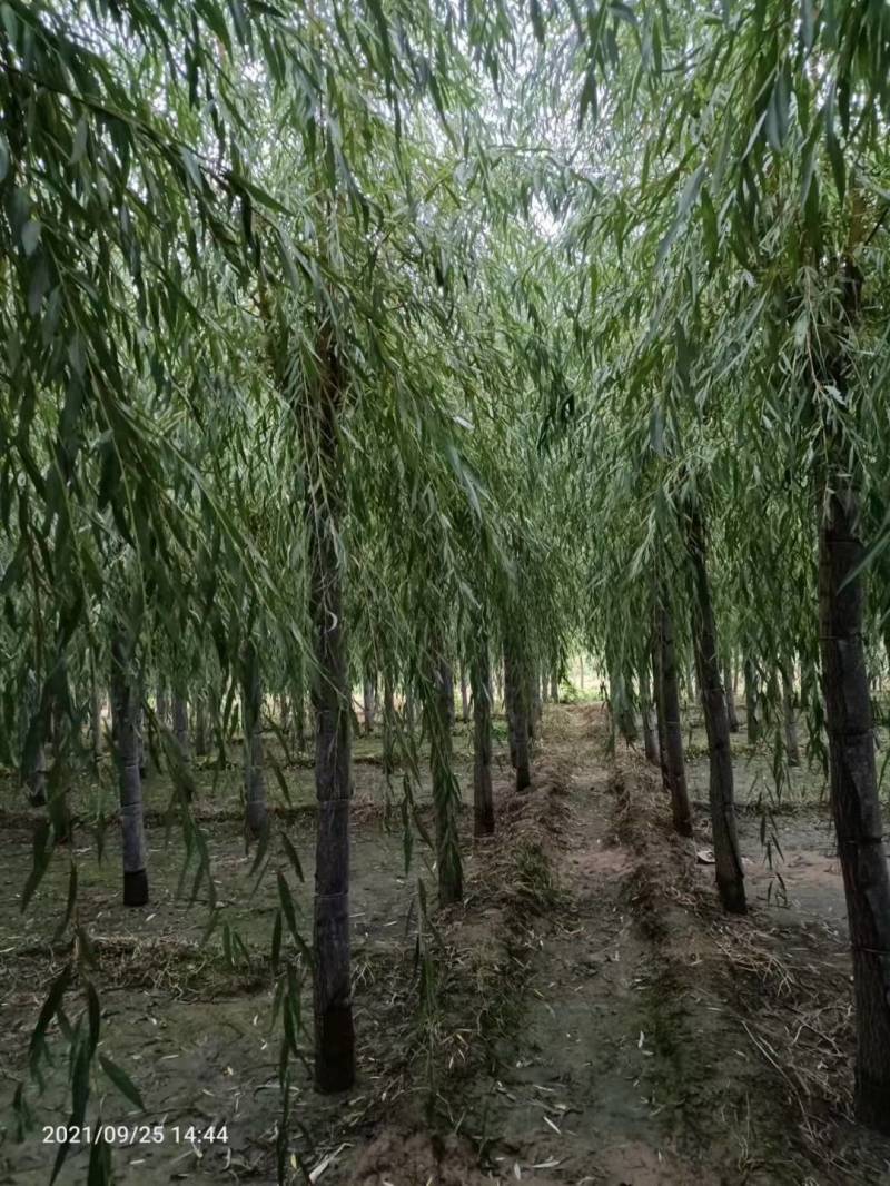 西湖垂柳金丝垂柳青皮垂柳旱柳清风园林常年供应各种