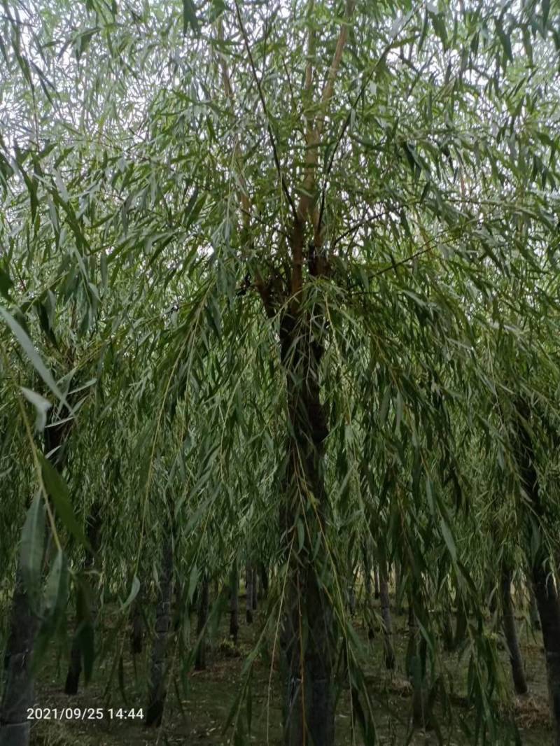 西湖垂柳金丝垂柳青皮垂柳旱柳清风园林常年供应各种