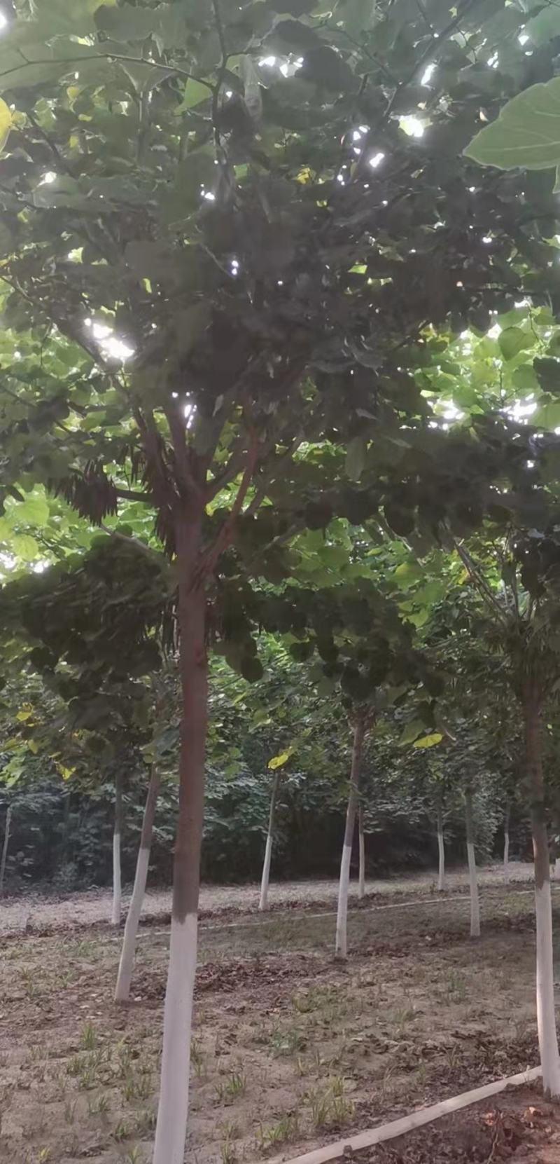 【巨紫荆】精品苗，树形优美，规格统一，产地直供，视频看货