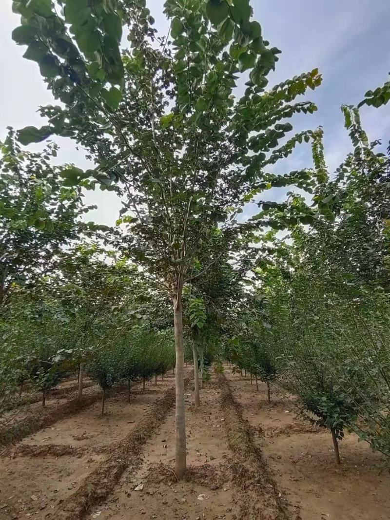 【巨紫荆】精品苗，树形优美，规格统一，产地直供，视频看货