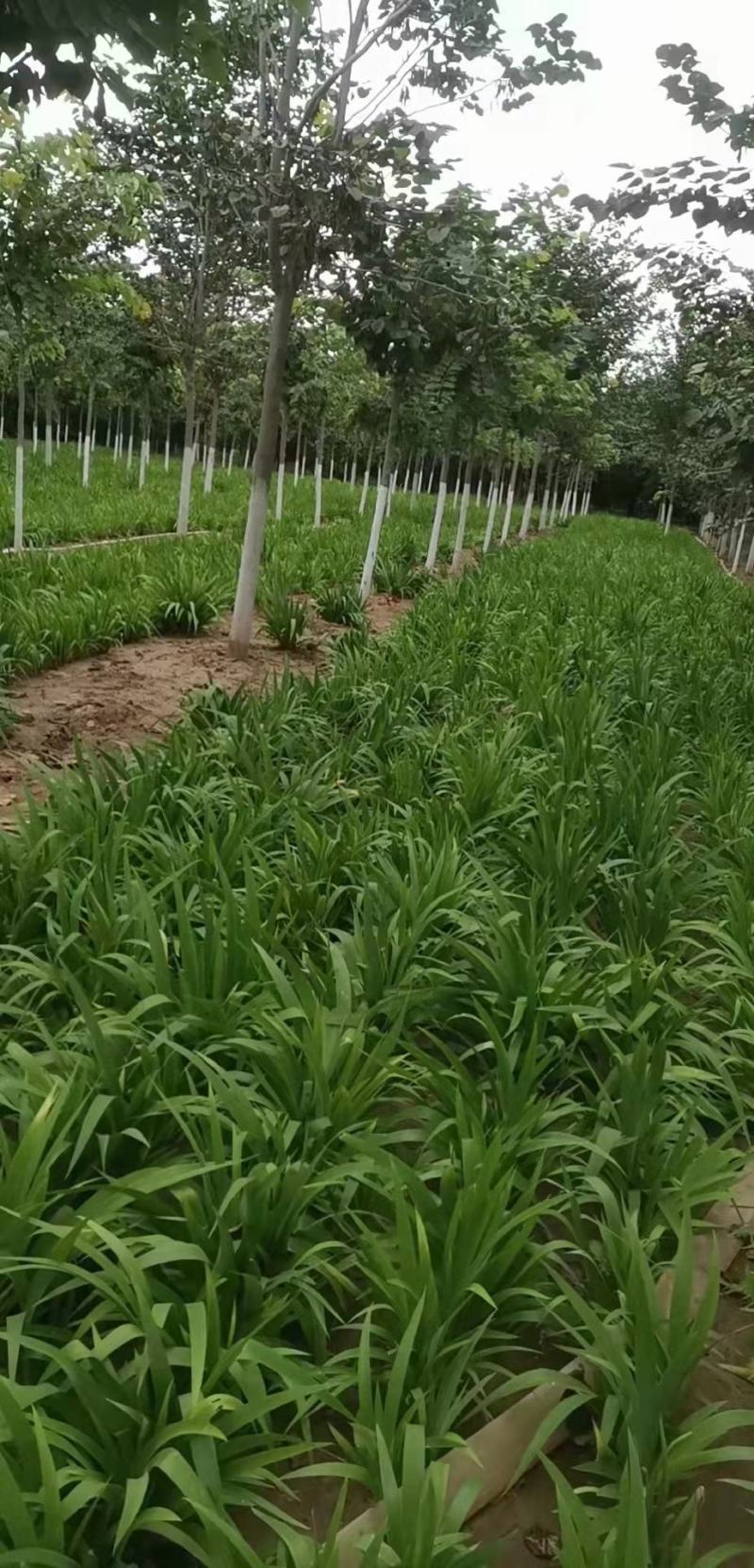 【巨紫荆】精品苗，树形优美，规格统一，产地直供，视频看货