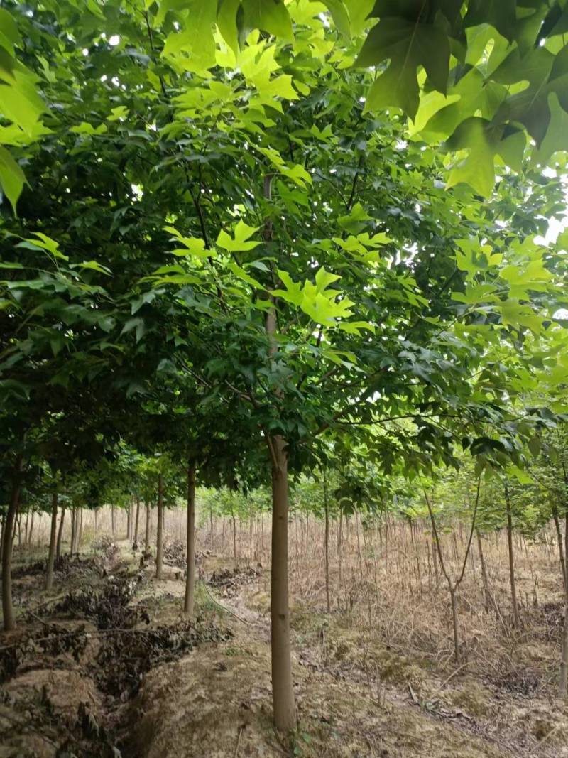 马褂木九江市柴桑区清风园林常年供应各种规格苗木