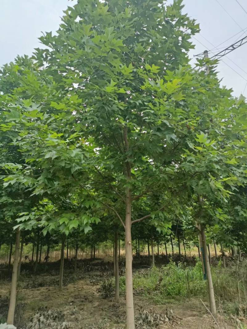 马褂木九江市柴桑区清风园林常年供应各种规格苗木