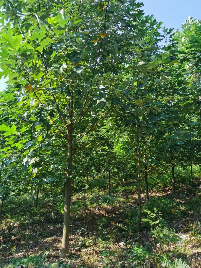 马褂木九江市柴桑区清风园林常年供应各种规格苗木
