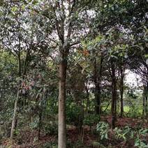 杜英九江市柴桑区清风园林常年供应各种规格苗木