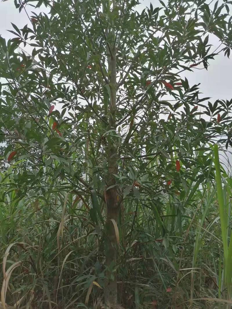 杜英九江市柴桑区清风园林常年供应各种规格苗木