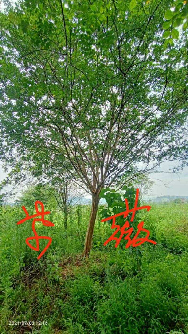 杜英九江市柴桑区清风园林常年供应各种规格苗木