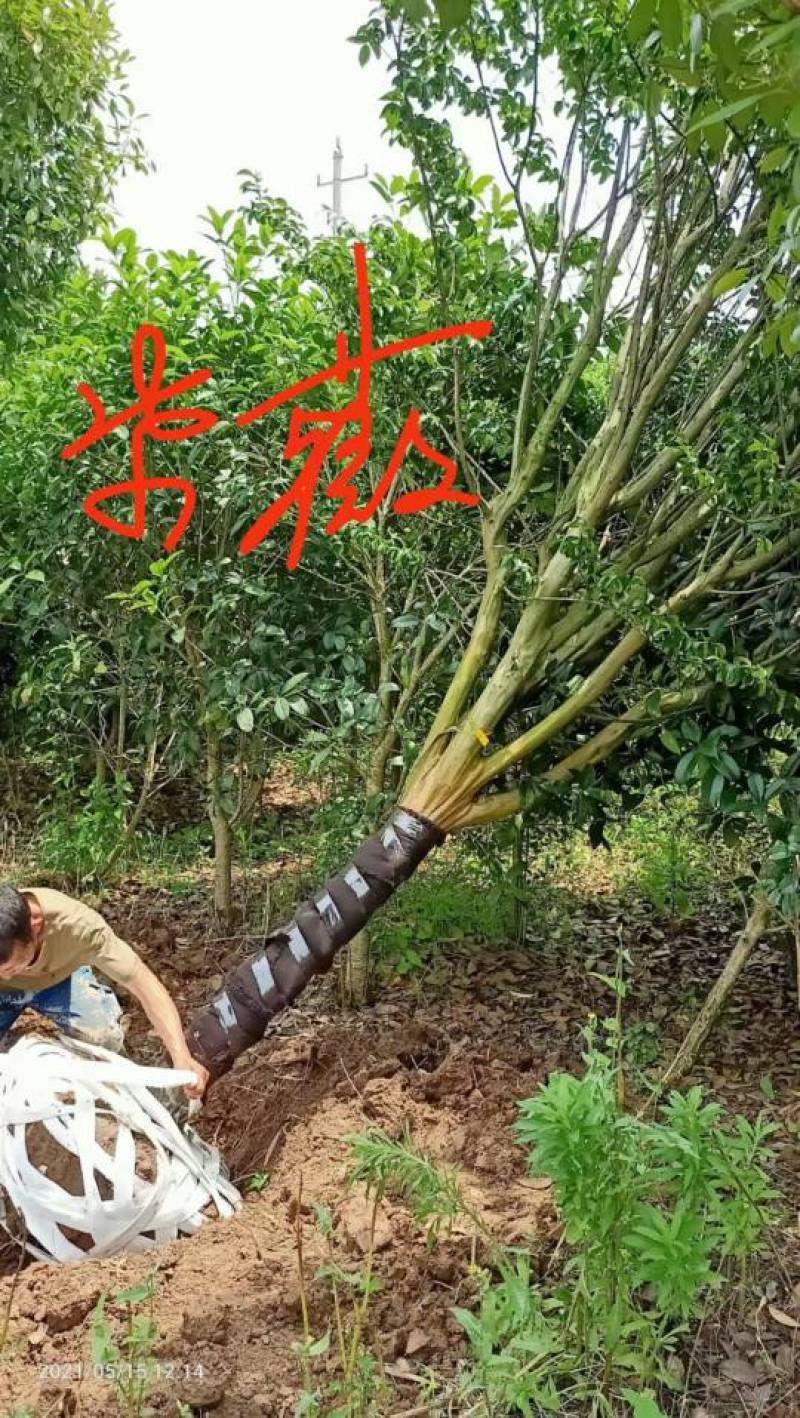 杜英九江市柴桑区清风园林常年供应各种规格苗木