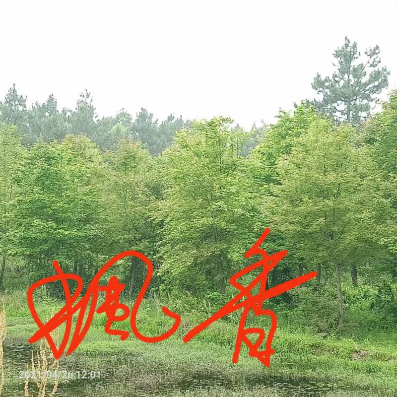 栾树九江市柴桑区清风园林常年供应各种规格苗木