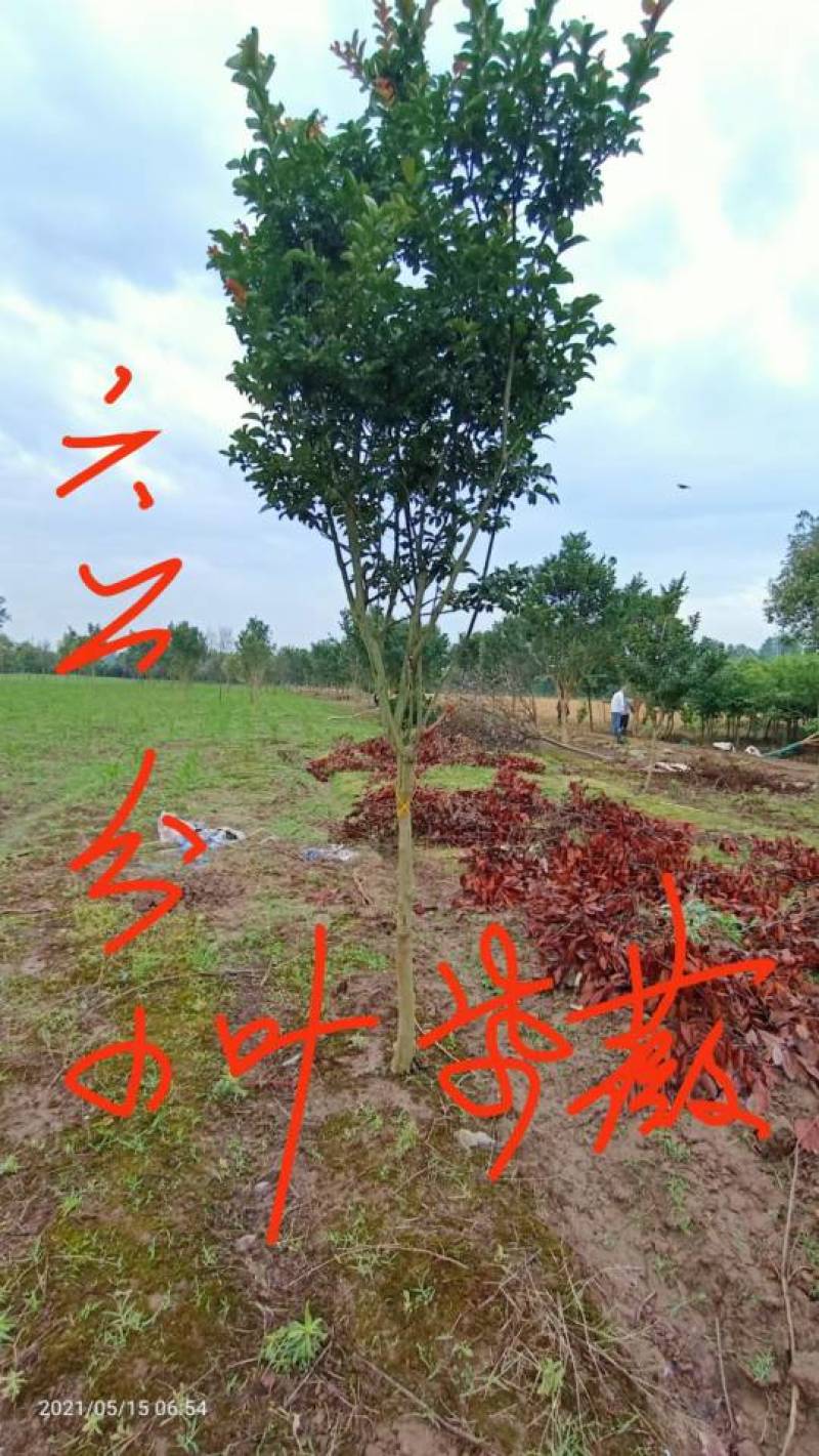 栾树九江市柴桑区清风园林常年供应各种规格苗木
