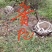 栾树九江市柴桑区清风园林常年供应各种规格苗木