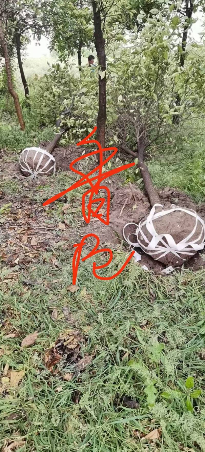 栾树九江市柴桑区清风园林常年供应各种规格苗木