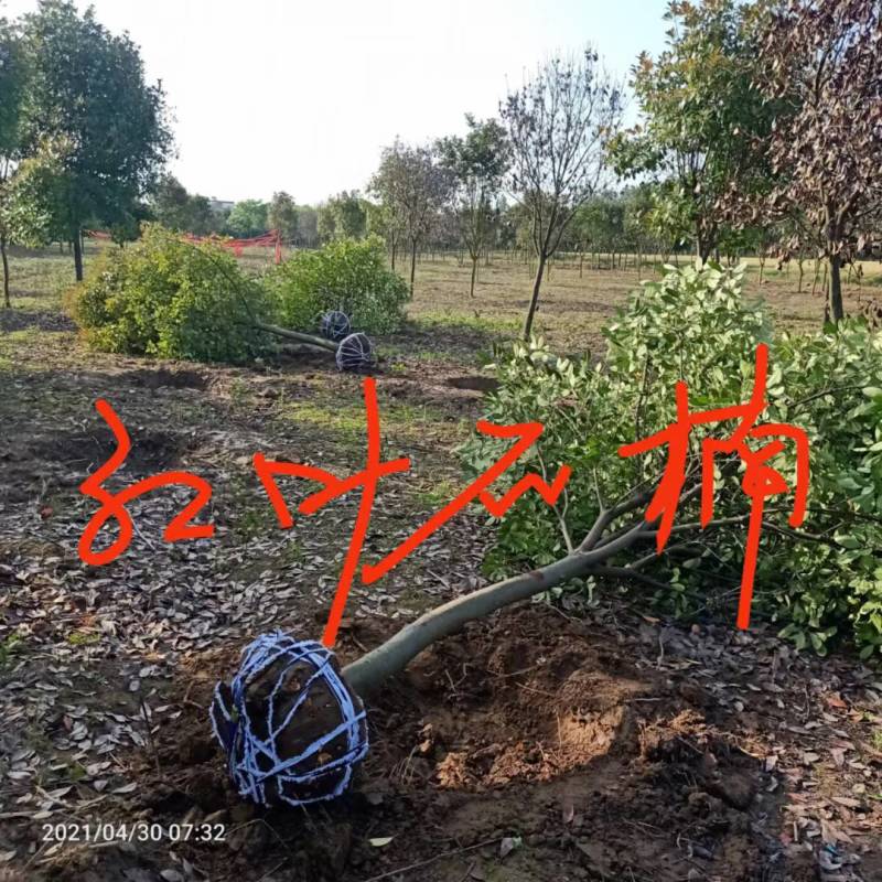 栾树九江市柴桑区清风园林常年供应各种规格苗木