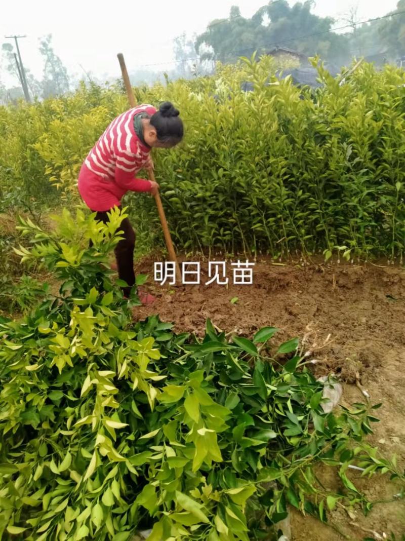 四川明日见阿思蜜柑桔苗、嫁接果树苗阿思蜜新津58号杂柑苗