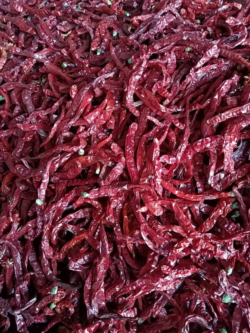 全部精品全干北京红辣和二荆条出售辣椒货源紧精巧