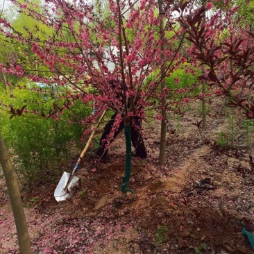 红叶桃，基地直供，一手货源，量大从优，可视频看货