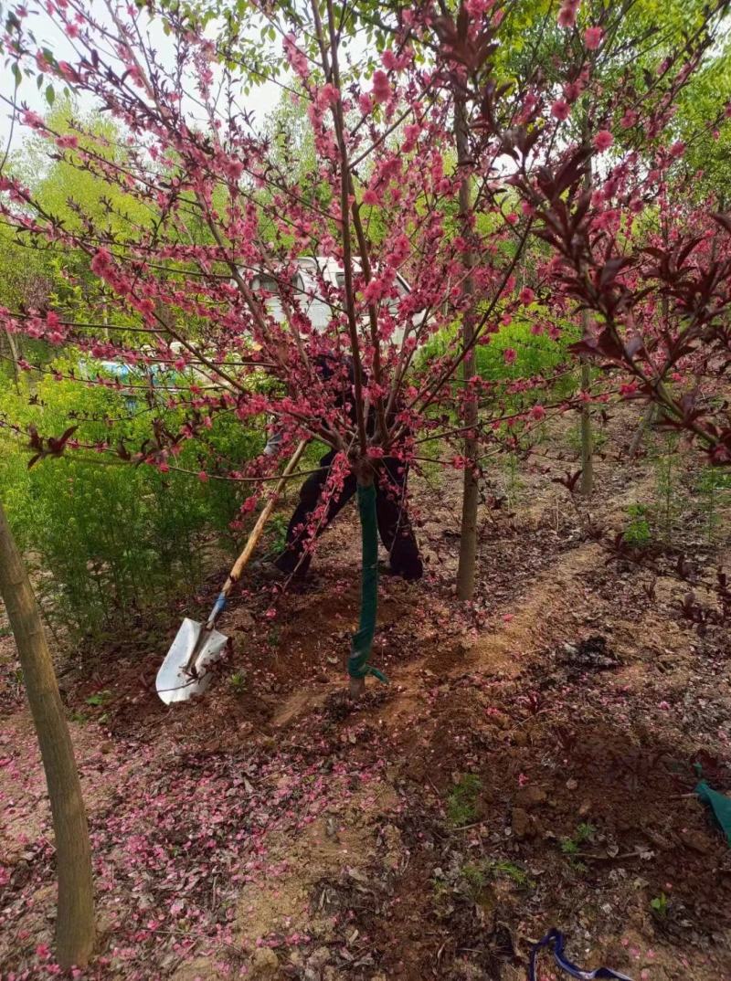 红叶桃，基地直供，一手货源，量大从优，可视频看货