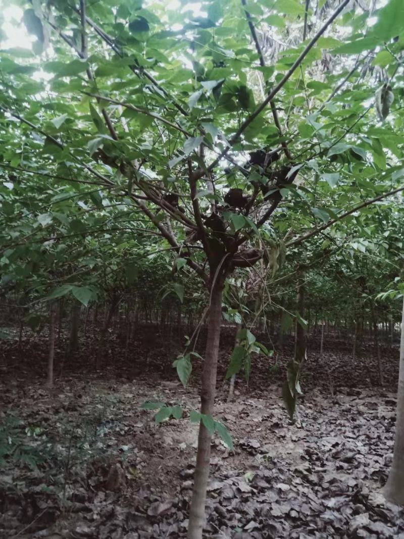 【精品推荐】腊梅，独杆腊梅，种植基地，一手货源，视频看货