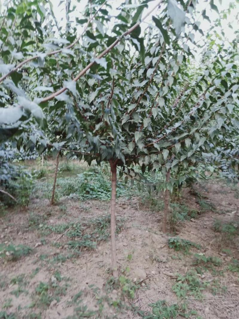 【精品推荐】腊梅，独杆腊梅，种植基地，一手货源，视频看货