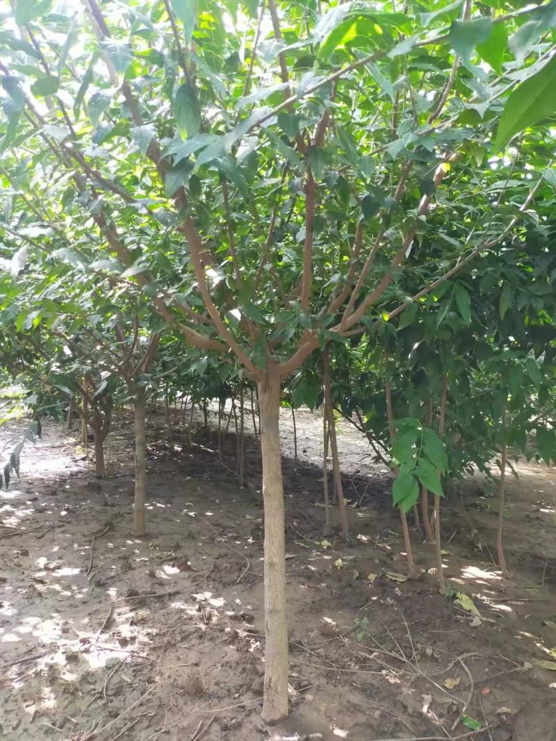 【精品推荐】腊梅，独杆腊梅，种植基地，一手货源，视频看货