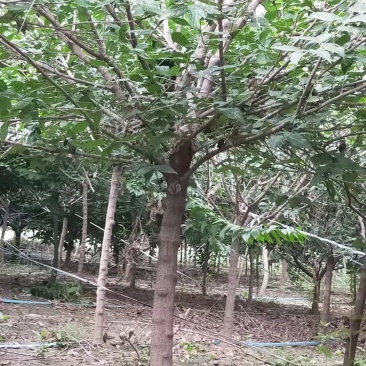 【精品推荐】腊梅，独杆腊梅，种植基地，一手货源，视频看货