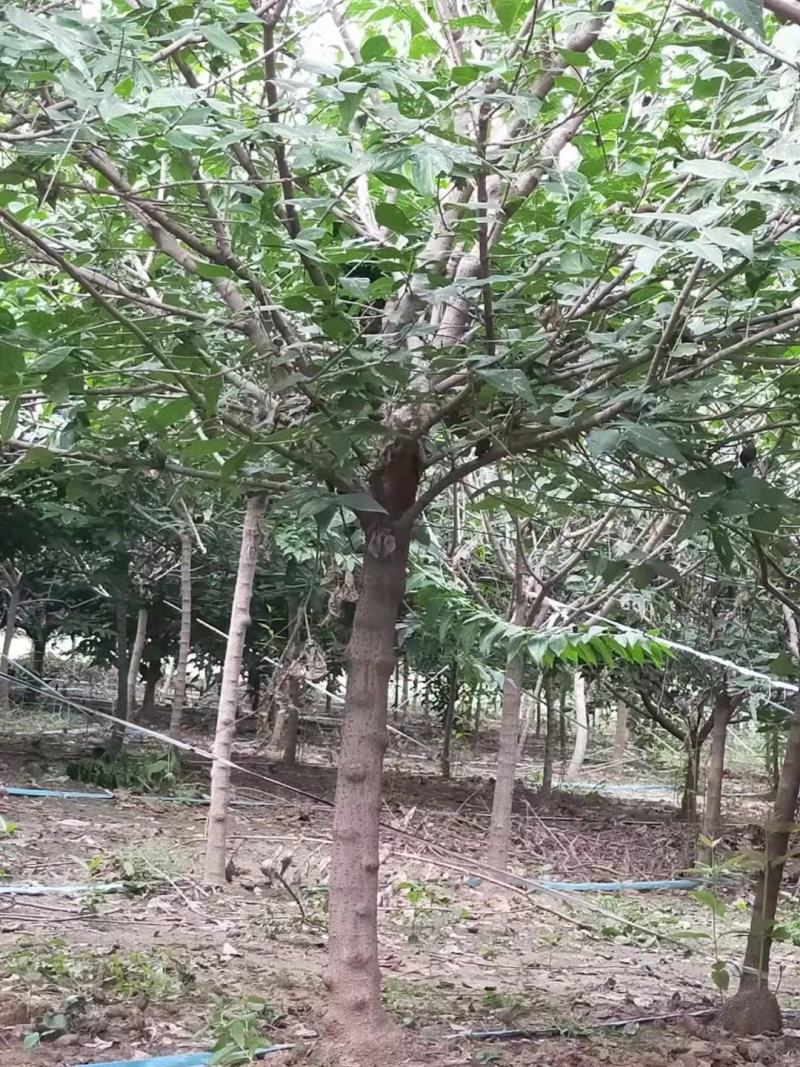 【精品推荐】腊梅，独杆腊梅，种植基地，一手货源，视频看货