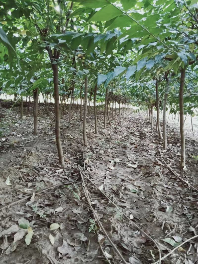 【精品推荐】腊梅，独杆腊梅，种植基地，一手货源，视频看货