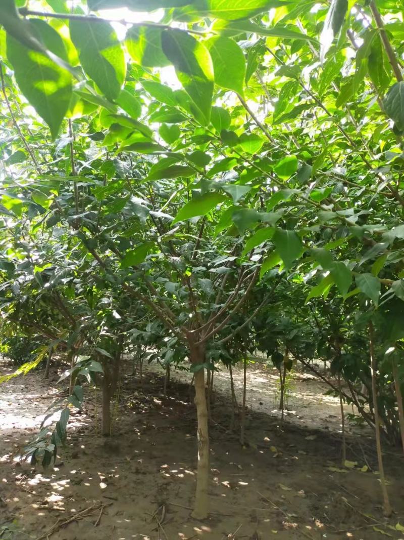 【精品推荐】腊梅，独杆腊梅，种植基地，一手货源，视频看货