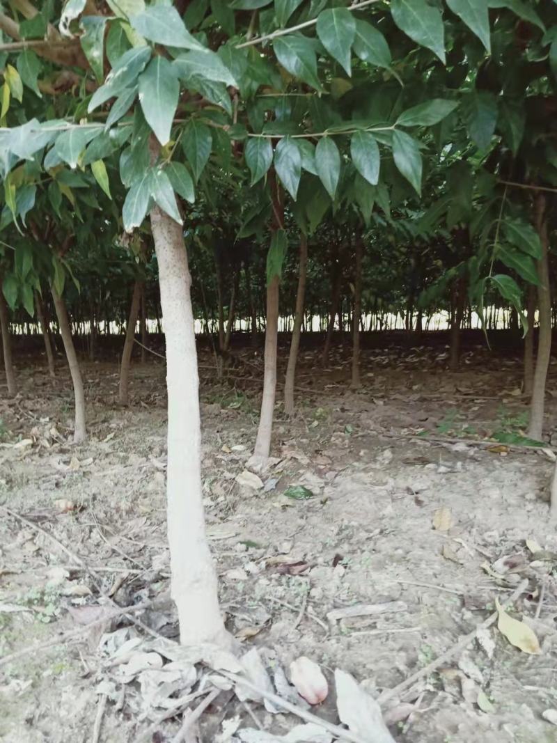【精品推荐】腊梅，独杆腊梅，种植基地，一手货源，视频看货