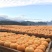 广西柿饼一件代发农家手工自制圆饼吊柿饼软糯香甜