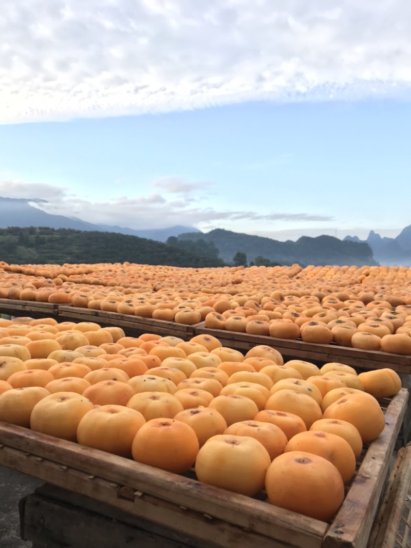 广西柿饼一件代发农家手工自制圆饼吊柿饼软糯香甜