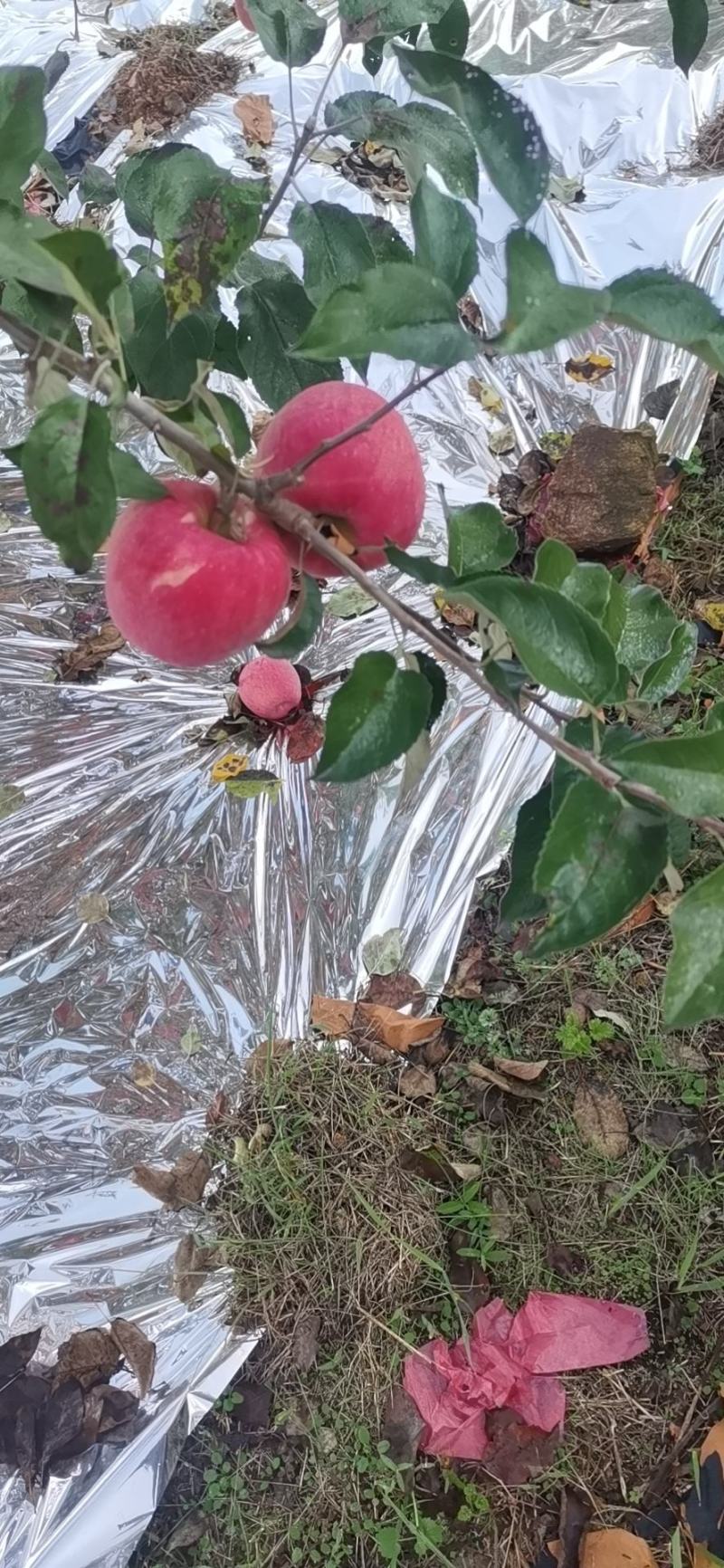 辽南寒富苹果大量上市了，产地直发，售价1元