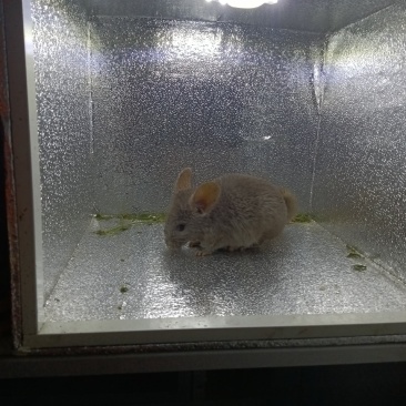 宠物猫