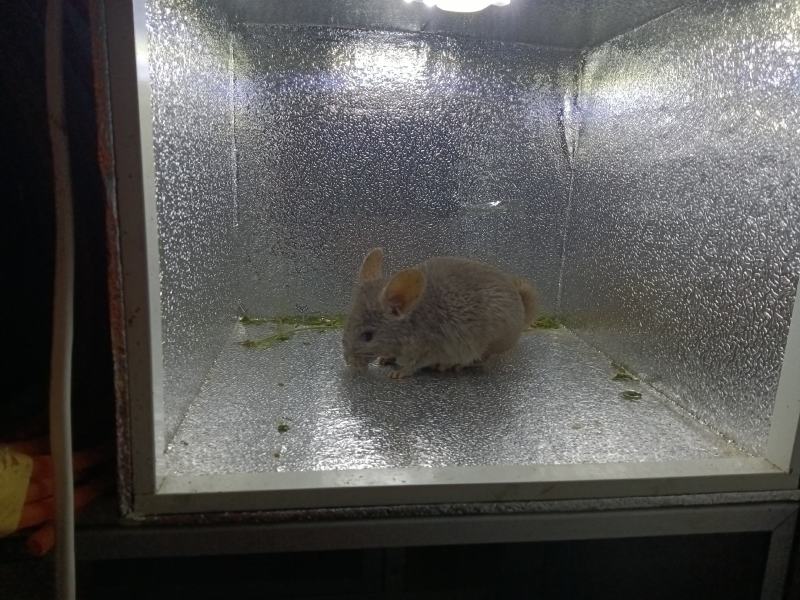 宠物猫