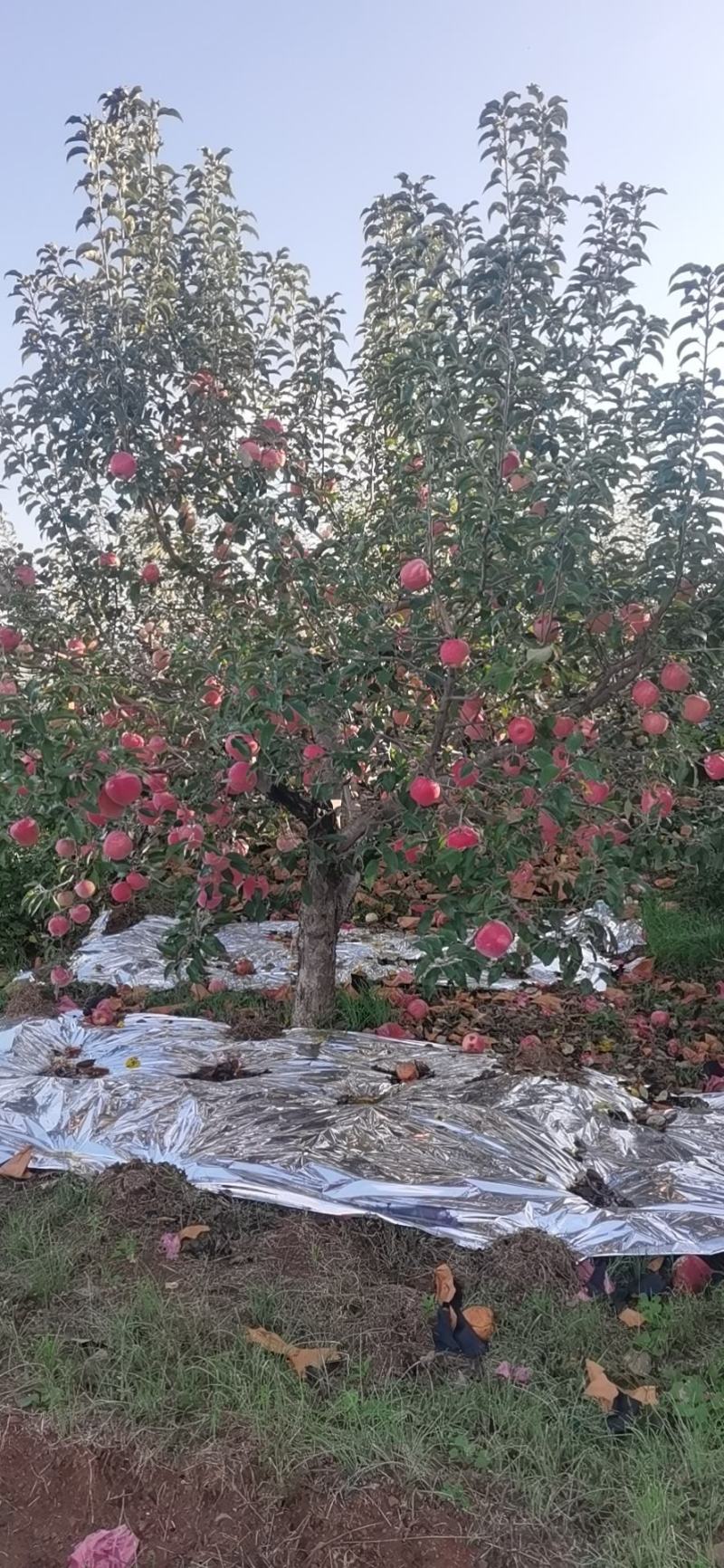 辽南寒富苹果大量上市了，产地直发，售价1元