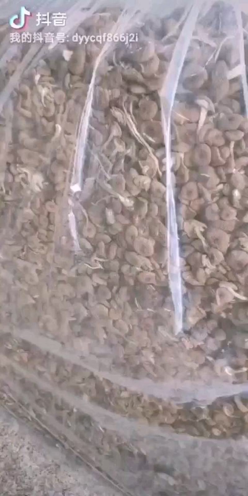 不开伞茶树菇大量上市，品质至上，欢迎各大老板前来采购