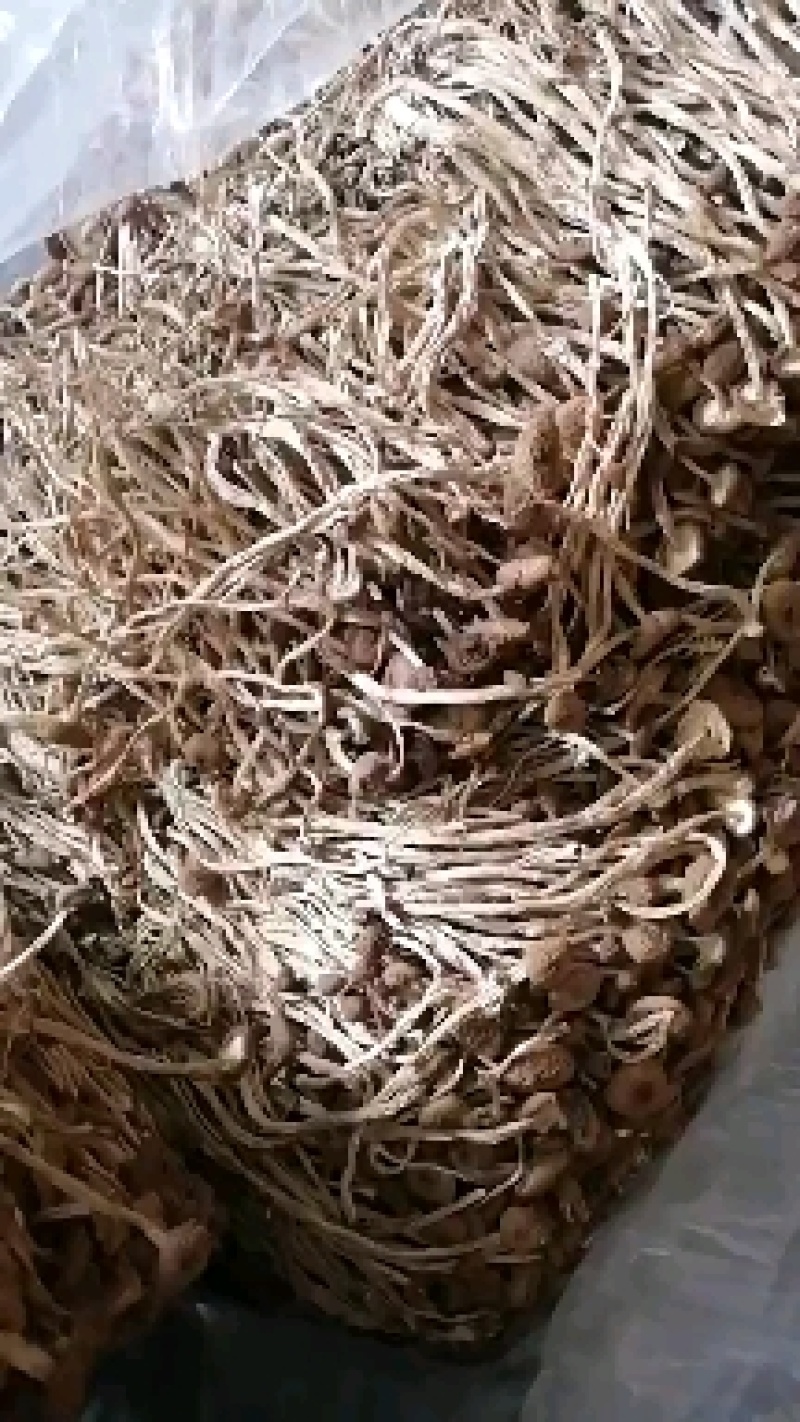 不开伞茶树菇大量上市，品质至上，欢迎各大老板前来采购