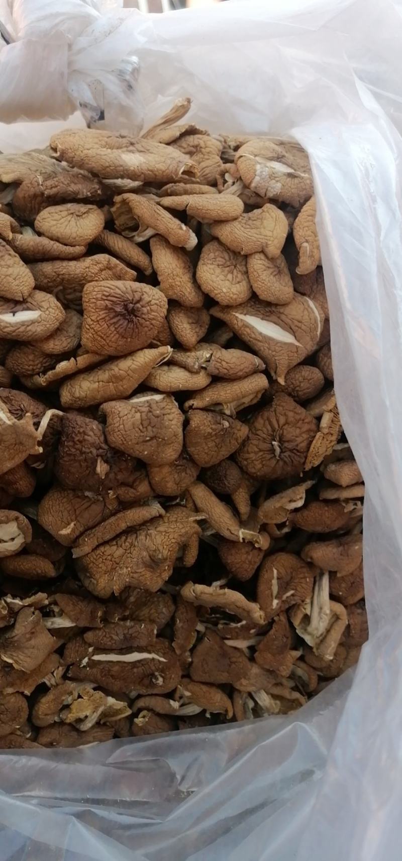 不开伞茶树菇大量上市，品质至上，欢迎各大老板前来采购