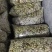冬枣鲜枣小果5毛一斤白菜价白送冬枣鲜枣口感甜脆水分