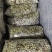 冬枣鲜枣小果5毛一斤白菜价白送冬枣鲜枣口感甜脆水分
